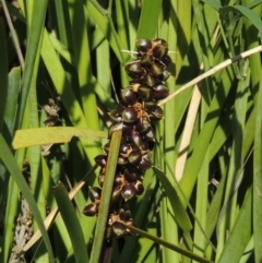 Lomandra longifolia (Spiny-headed Mat-rush, Honey Reed) at Pine Island to Point Hut - 10 Dec 2016 by michaelb