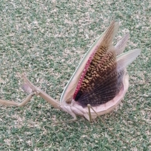 Tenodera australasiae at Stirling, ACT - 24 Jan 2017