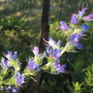 Echium vulgare at Pine Island to Point Hut - 10 Dec 2016