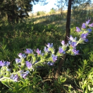 Echium vulgare at Pine Island to Point Hut - 10 Dec 2016