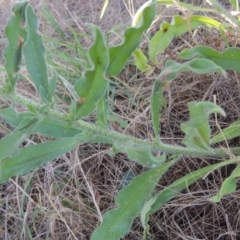 Echium vulgare at Pine Island to Point Hut - 10 Dec 2016