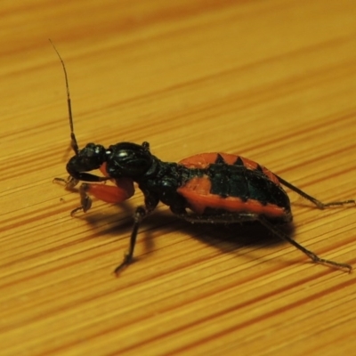 Ectomocoris patricius (Ground assassin bug) at Pine Island to Point Hut - 22 Dec 2016 by michaelb