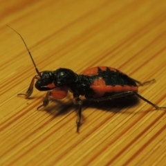 Ectomocoris patricius at Bonython, ACT - 22 Dec 2016 10:15 PM