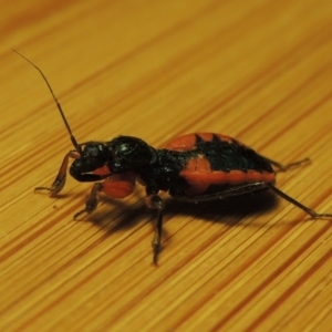 Ectomocoris patricius at Bonython, ACT - 22 Dec 2016 10:15 PM