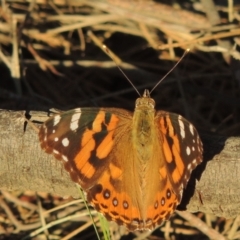 Vanessa kershawi (Australian Painted Lady) at Pine Island to Point Hut - 10 Dec 2016 by michaelb