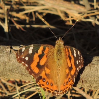 Vanessa kershawi (Australian Painted Lady) at Bonython, ACT - 10 Dec 2016 by MichaelBedingfield