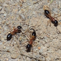 Camponotus consobrinus (Banded sugar ant) at Gordon, ACT - 19 Dec 2016 by MichaelBedingfield