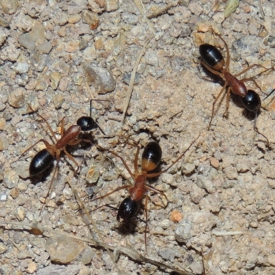 Camponotus consobrinus (Banded sugar ant) at Pine Island to Point Hut - 19 Dec 2016 by michaelb