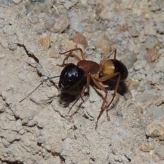 Camponotus consobrinus at Gordon, ACT - 19 Dec 2016 09:57 PM