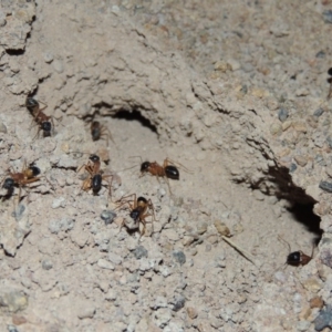 Camponotus consobrinus at Gordon, ACT - 19 Dec 2016 09:57 PM