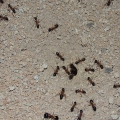 Camponotus consobrinus at Gordon, ACT - 19 Dec 2016