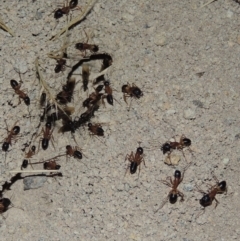 Camponotus consobrinus at Gordon, ACT - 19 Dec 2016 09:57 PM