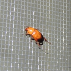 Phyllotocus macleayi (Nectar scarab) at Conder, ACT - 21 Dec 2016 by MichaelBedingfield