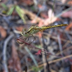 Diplacodes bipunctata (Wandering Percher) at Aranda Bushland - 25 Jan 2017 by CathB