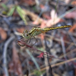 Diplacodes bipunctata at Belconnen, ACT - 25 Jan 2017 08:21 AM