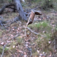 Phonognatha graeffei (Leaf Curling Spider) at Aranda Bushland - 25 Jan 2017 by CathB