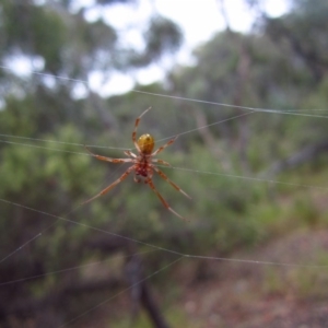 Phonognatha graeffei at Point 4081 - 25 Jan 2017