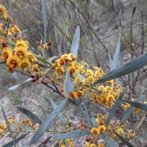 Daviesia mimosoides at Fadden, ACT - 29 Oct 2016 08:41 AM