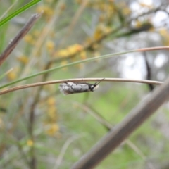 Philobota lysizona (A concealer moth) at Wanniassa Hill - 28 Oct 2016 by RyuCallaway