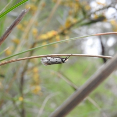 Philobota lysizona (A concealer moth) at Fadden, ACT - 29 Oct 2016 by ArcherCallaway