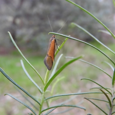 Philobota undescribed species near arabella (A concealer moth) at Wanniassa Hill - 28 Oct 2016 by RyuCallaway