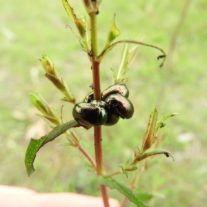 Chrysolina quadrigemina at Fadden, ACT - 29 Oct 2016 09:18 AM