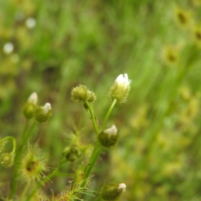 Drosera gunniana (Pale Sundew) at Fadden, ACT - 29 Oct 2016 by ArcherCallaway