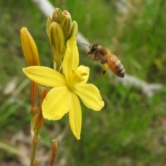 Apis mellifera (European honey bee) at Wanniassa Hill - 28 Oct 2016 by RyuCallaway