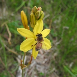 Apis mellifera at Fadden, ACT - 29 Oct 2016 09:44 AM