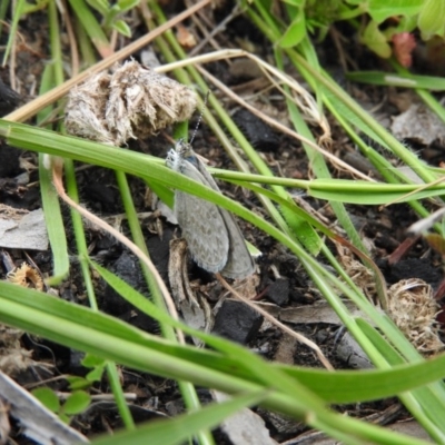 Zizina otis (Common Grass-Blue) at Fadden, ACT - 29 Oct 2016 by ArcherCallaway