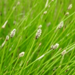 Eleocharis acuta (Common Spike-rush) at Wanniassa Hill - 29 Oct 2016 by ArcherCallaway