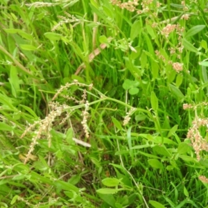 Rumex acetosella at Wanniassa Hill - 29 Oct 2016 10:05 AM