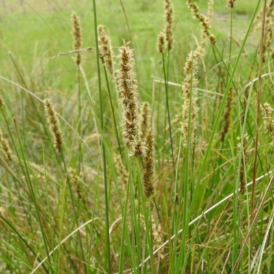 Carex appressa (Tall Sedge) at Wanniassa Hill - 29 Oct 2016 by ArcherCallaway