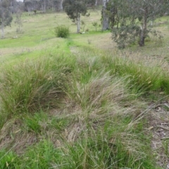 Carex appressa at Wanniassa Hill - 29 Oct 2016