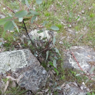 Eriococcus coriaceus (Gumtree Scale) at Wanniassa Hill - 29 Oct 2016 by ArcherCallaway