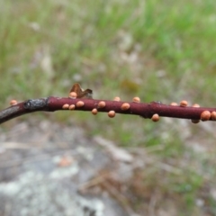 Eriococcus coriaceus at Wanniassa Hill - 29 Oct 2016 10:09 AM