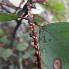 Eriococcus coriaceus at Wanniassa Hill - 29 Oct 2016 10:09 AM