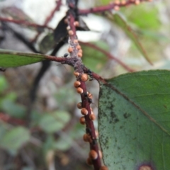 Eriococcus coriaceus at Wanniassa Hill - 29 Oct 2016 10:09 AM