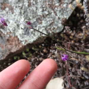 Arthropodium minus at Wanniassa Hill - 29 Oct 2016 10:12 AM