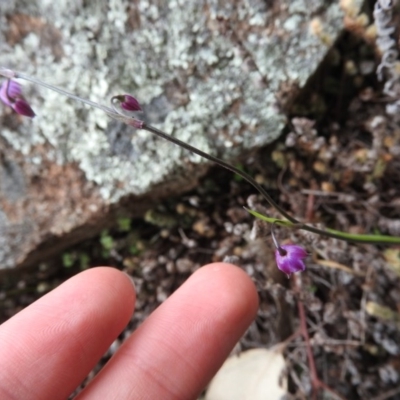 Arthropodium minus (Small Vanilla Lily) at Wanniassa Hill - 29 Oct 2016 by ArcherCallaway