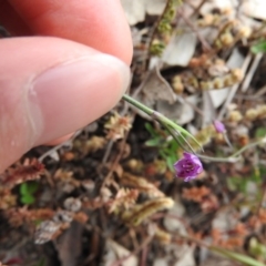 Arthropodium minus at Wanniassa Hill - 29 Oct 2016 10:12 AM