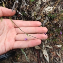 Arthropodium minus at Wanniassa Hill - 29 Oct 2016