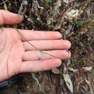 Arthropodium minus at Wanniassa Hill - 29 Oct 2016 10:12 AM