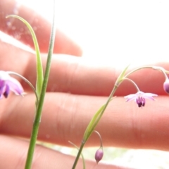 Arthropodium minus at Wanniassa Hill - 29 Oct 2016 10:12 AM