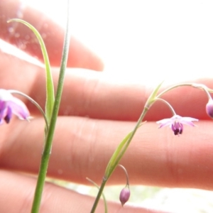 Arthropodium minus at Wanniassa Hill - 29 Oct 2016 10:12 AM