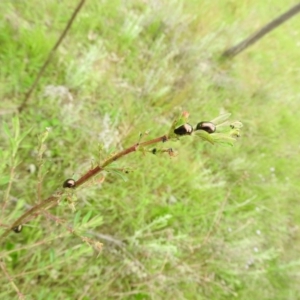 Chrysolina quadrigemina at Wanniassa Hill - 29 Oct 2016