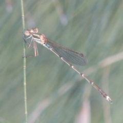 Austrolestes analis (Slender Ringtail) at Bonython, ACT - 10 Dec 2016 by MichaelBedingfield