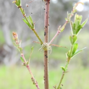 Lehtinelagia sp. (genus) at Wanniassa Hill - 29 Oct 2016