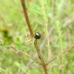 Lehtinelagia sp. (genus) at Wanniassa Hill - 29 Oct 2016
