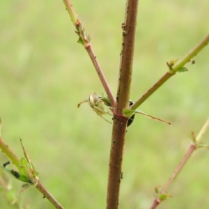 Lehtinelagia sp. (genus) at Wanniassa Hill - 29 Oct 2016